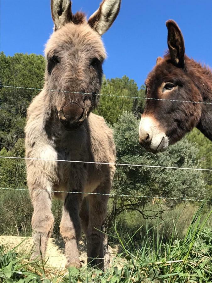 Bastide Bellugue Maison D'Hotes Reseau Bienvenue A La Ferme A 3 Minutes De Lourmarin Cadenet Kültér fotó